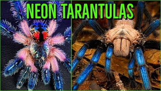 Top 10 COLORFUL Tarantulas  Beautiful Jewel Spiders [upl. by Druci]