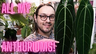 My Anthurium Collection amp How I Grow Them  Anthurium Beginner [upl. by Dyun]