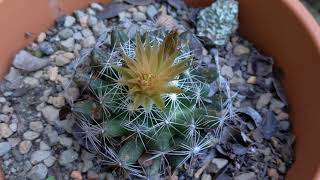 Escobaria missouriensis bar similis commonly known as Missouri foxtail cactus [upl. by Ttekcirc]