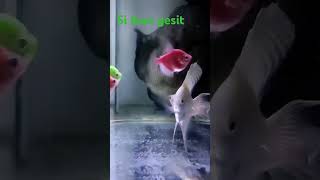 Si ikan Gesit Shortshortviraljangkauansemuaorangvideoviralshortvideo [upl. by Aubrey583]