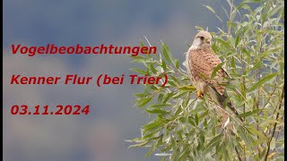 Vogelbeobachtungen Kenner Flur bei Trier  03112024 [upl. by Aihpled249]