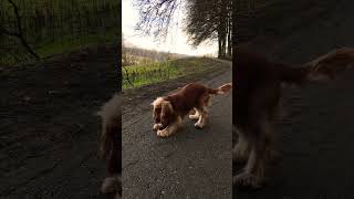 Beautiful and happy English Cocker Spaniel Robby 🧡🐶 [upl. by Accire77]