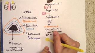 Adrenal Gland Anatomy Physiology and Cushings Disease [upl. by Pyle]