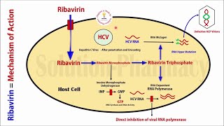 Topic 48 Antiviral Drugs  Ribavirin Anti Hepatitis C Virus Drug  Mechanism of Action  Antiviral [upl. by Rhu150]