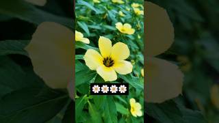 FLOWER turnera subulata🌼🍃😀 nature flowers subscribemychannel shortvideo [upl. by Olga727]