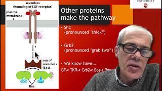 43 How is ras involved in signaling [upl. by Hynes498]