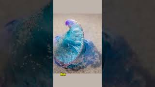 Fascinating Facts About the Portuguese Man O War portuguesemanofwar sealife animalcuriosities [upl. by Ylicis]