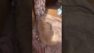 BenBen fall in sleep while Bela still awake cutpuppy cutekitty goldenretriever pet doglover [upl. by Eentruok]