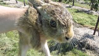 Wild baby hare [upl. by Otto372]