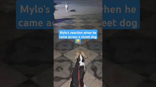 Mylos reaction when he came across a street dog😂 ytshorts trending funny streetdog beaglepuppy [upl. by Sharma]