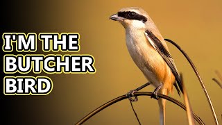 Shrike facts the butcher bird  Animal Fact Files [upl. by Alhak476]