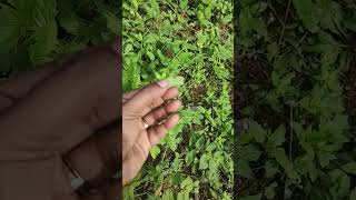 அதிசய மூலிகை  Vettu Kaaya Poondu  தாத்தா பூ  Tridax Procumbens  imw [upl. by Lib]