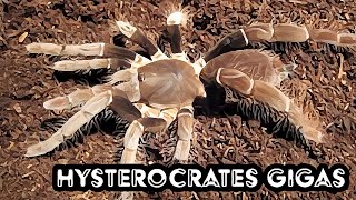 Hysterocrates gigas Feeding [upl. by Seira]