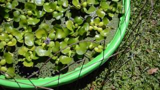 DIY Water Garden with water Hyacinth and Fairy Moss [upl. by Annawahs]