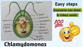 How to draw Chlamydomonas  Chlamydomonas diagram  Chlamydomonas drawing Chlamydomonas [upl. by Kipper]