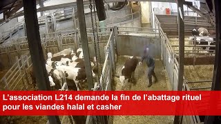 L’association L214 demande la fin de l’abattage rituel pour les viandes halal et casher [upl. by Rapp104]