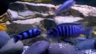 African cichlids mbuna [upl. by Nassah]