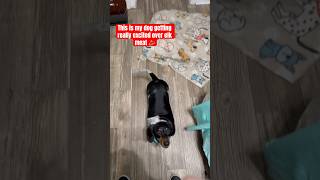 My Dog Freaks Out Over Elk Meat dog dachshund meat pets adorable youtubeshorts [upl. by Ecnal]