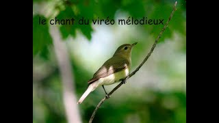 le chant du viréo mélodieux [upl. by Nuajed]