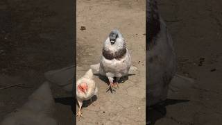 Pigeon Trying to Impress the Hen A Funny Attempt [upl. by Einnov]