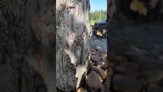 Spotted Lanternfly infestation on a maple tree in the eastern panhandle of WV nature westvirginia [upl. by Anitsirhk]