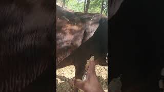 IM injection farming treatment poor cowviral yt shorts [upl. by Misha367]