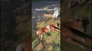 English or Spanish memes meme goat funny trending fyp animal humor lol trend [upl. by Galatea]