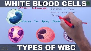 White Blood Cells  Leucocytes [upl. by Mcgaw]