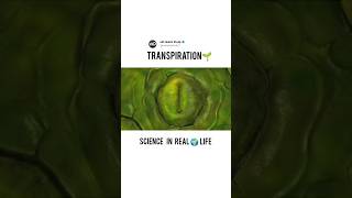 How does Transpiration Occur in Plants transpiration plants stomata [upl. by Savory]