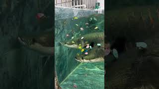 Like a Matching Mechanism Giant Bone Tongue Fish Fishkeeping Diary Amazing Animals in Shake Feed [upl. by Aowda]