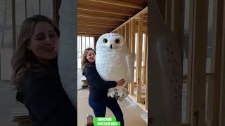 Is this real 🧐 owl amazing ytshorts cute birds [upl. by Dygert]