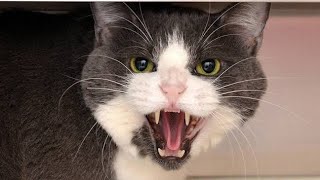 Angry Cat Sounds  Cat Meowing Angry  Crazy Cat Sound  Cat Videos Meowing [upl. by Anoo]