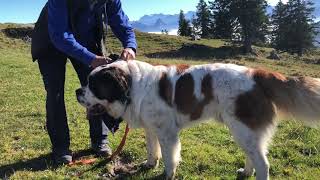 Geführte BarryWanderungen auf der Rigi [upl. by Adrianna786]