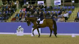 Sheridyn Ashwood and Fererro Chocolate Box 6th place Grand Prix CDI3 Freestyle at Sydney CDLite [upl. by Eahsal683]