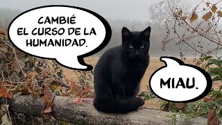 ESTE GATO HIZO TU VIDA 1000 MAS FACIL [upl. by Wagshul]