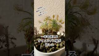 食虫植物 モウセンゴケ スコルピオイデスの捕虫シーン ピグミードロセラcarnivorousplant 食虫植物 モウセンゴケ [upl. by Obbard708]