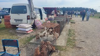 07042024 Sakarya canlı tavuk 🐔 pazarı part 1 [upl. by Inavoy222]