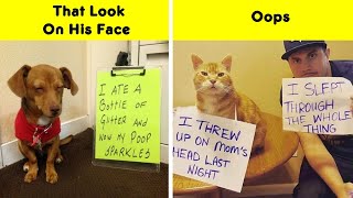 Hilarious Pets That Got Shamed  Memes Time [upl. by Tiebout]