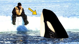 Man Films Adventure Friend With Orca – Then The Animal Does Something Unexpected [upl. by Sissy945]