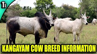 kangayam breed information in tamil [upl. by Aiza]