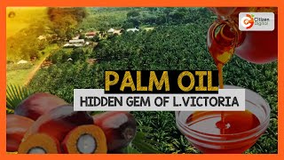 BIDCO Africa embarks on a project that will see Kenya start palm oil production [upl. by Ahcsap]