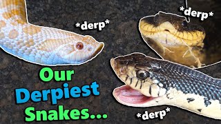 Hognose Snake Feeding and Fun Facts [upl. by Ahsitra832]