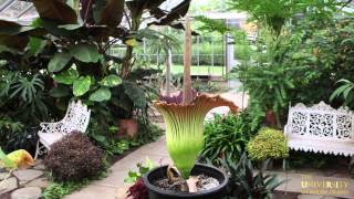 Time lapse of URIs Titan Arum Corpse Flower [upl. by Drarrej177]