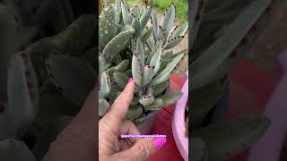 SUCULENTA ORELHA DE GATO ou KALANCHOE TOMENTOSA shortsyoutube suculentas kalanchoe videos 多肉植物 [upl. by Argyle501]