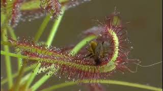 🔴☠️ PLANTA MATANDO INSECTOS SIN PIEDAD CARNIVORA DROSERA CAPENSIS ☠️🔴 [upl. by Ahtnahc]