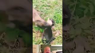 Otter Tries To Hunt A Baby warthog 😱  Animals Funny Video  shorts youtubeshorts [upl. by Jump633]