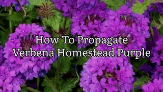 How To Propagate Verbena Homestead Purple Propagating Verbena From Cuttings Plant Propagation [upl. by Macey315]