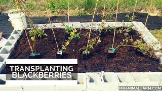 8 Of My BEST Raised Bed Gardening Tips [upl. by Nodmac]