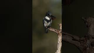 Belted Kingfisher bashing fish bird canon naturephotography [upl. by Phira]