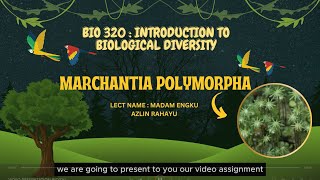 VIDEO PRESENTATION BIO320 GROUP 5  MARCHANTIA POLYMORPHA [upl. by Cimah]